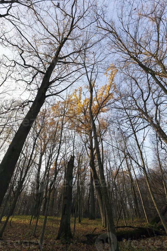 trees in the autumn season photo