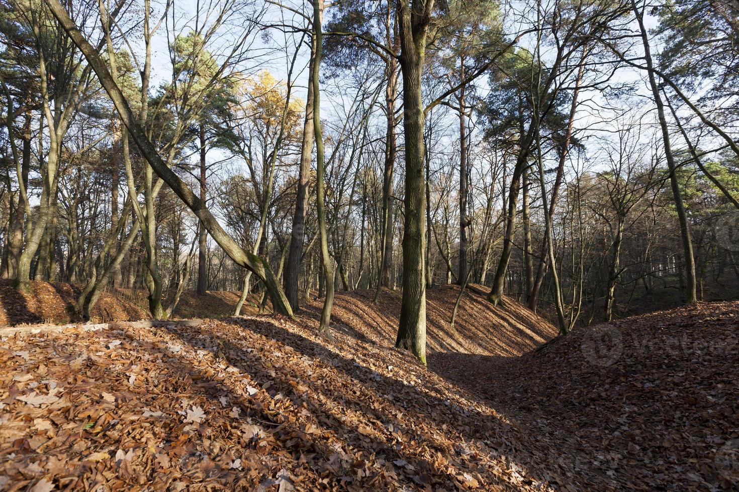 trees in the autumn season photo