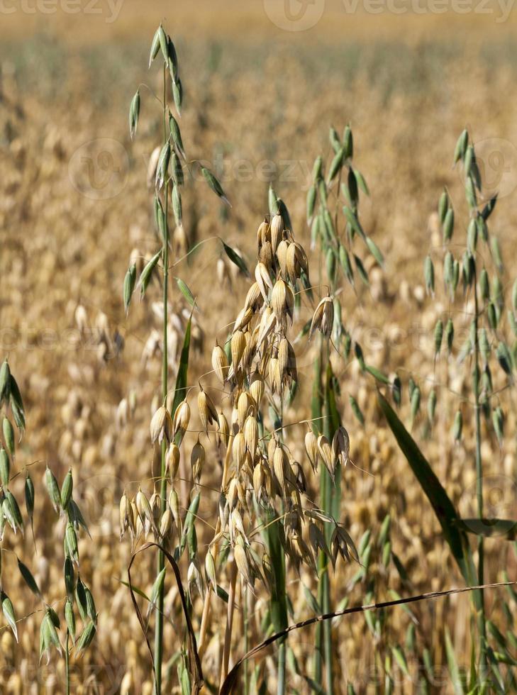 agricultural field, close up photo
