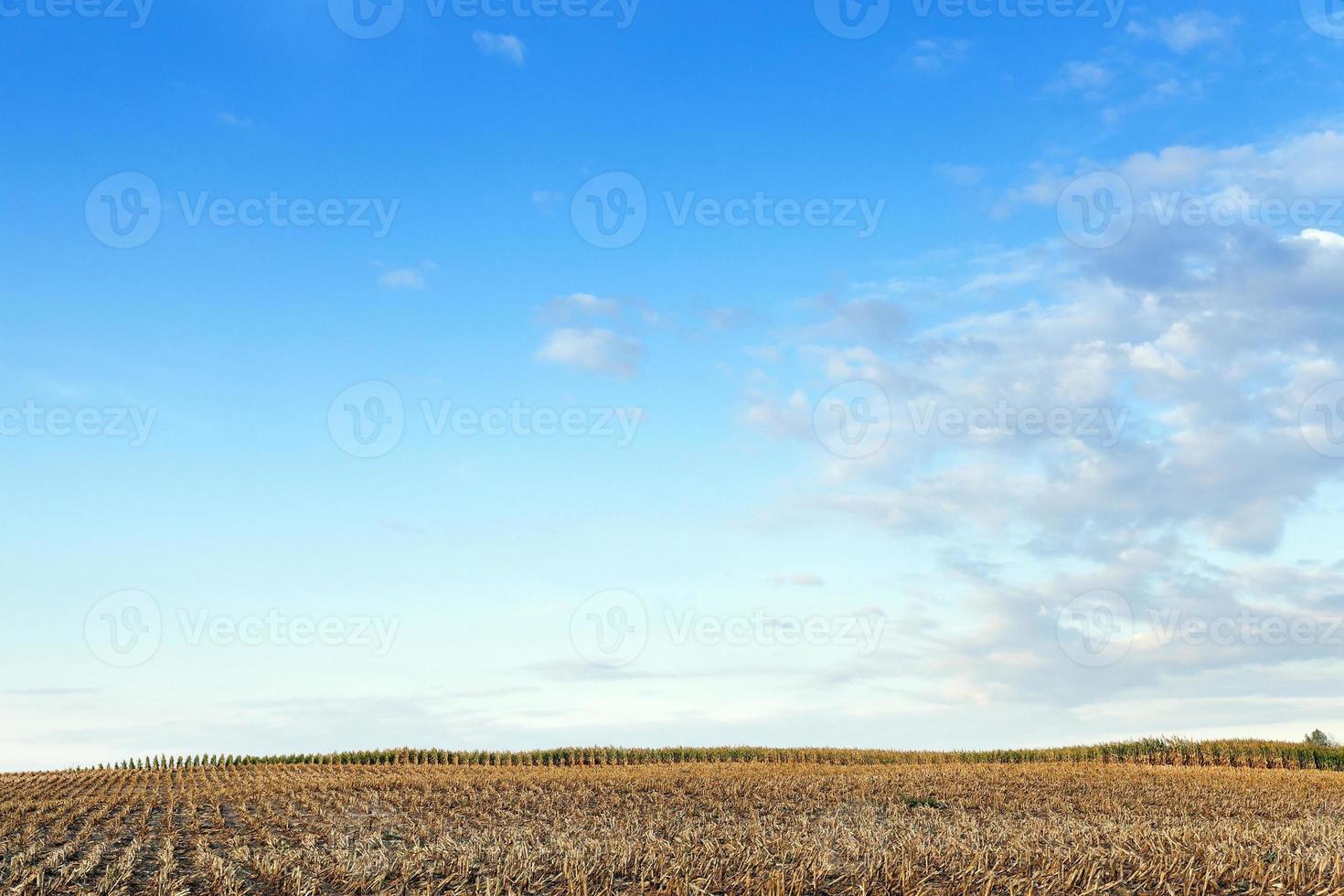 harvested mature corn photo