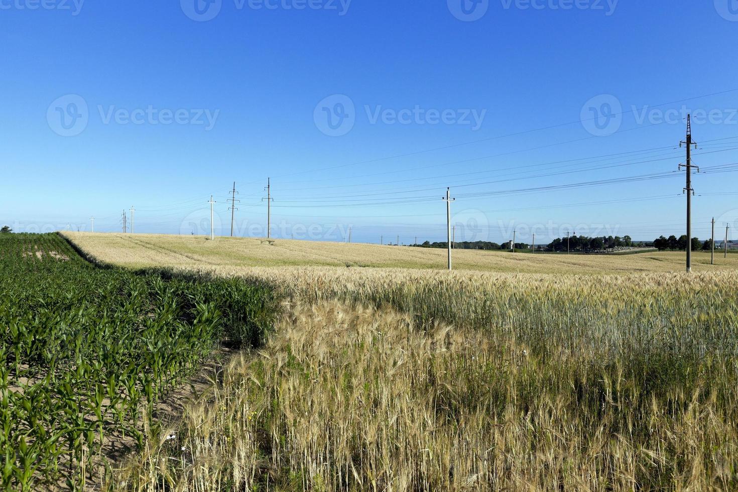 cereales de campo de granja foto