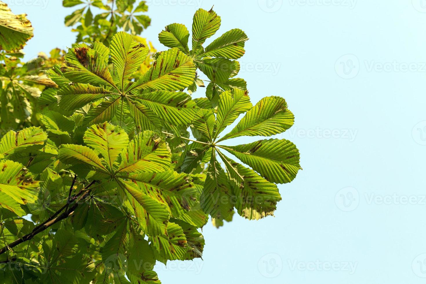 yellowing leaves of chestnut photo