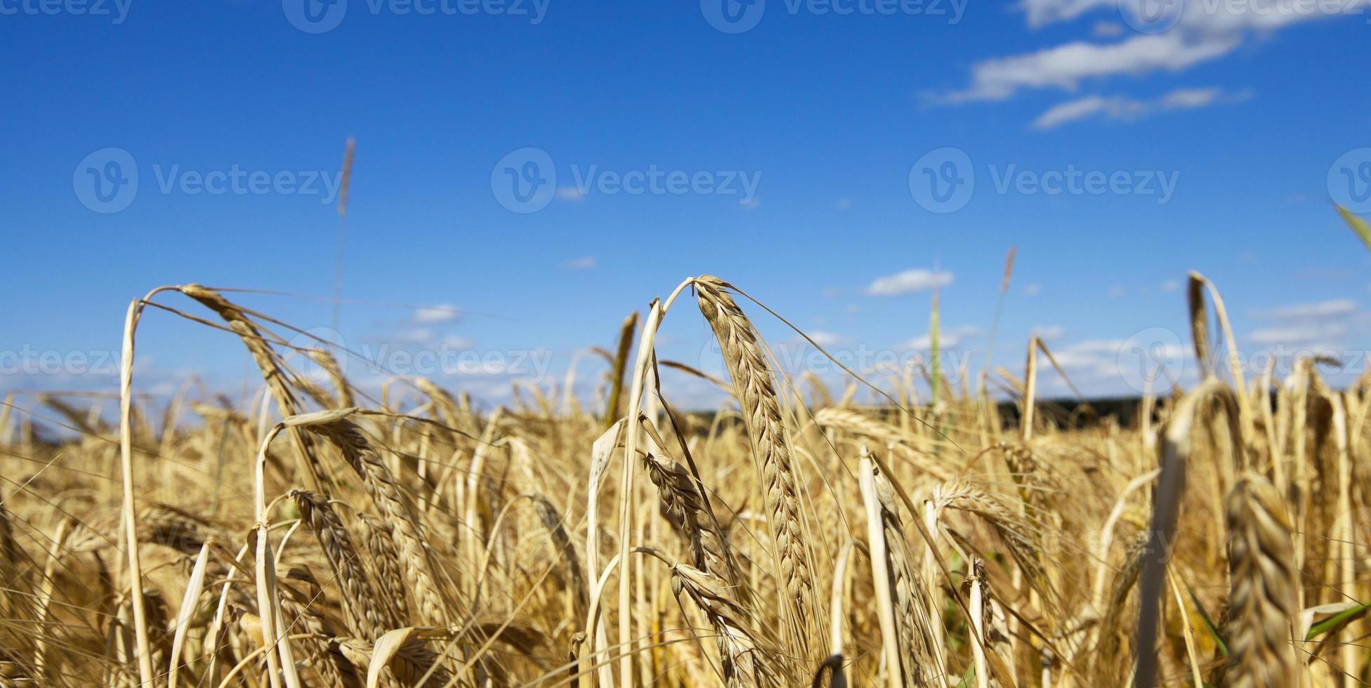 farm field cereals photo