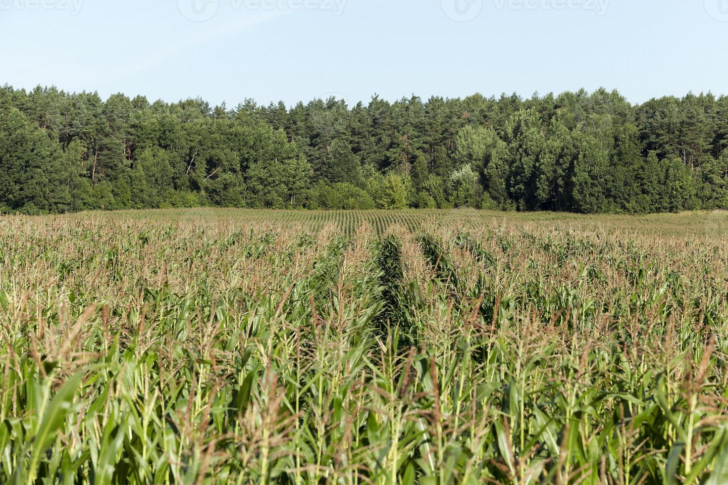 campo de maíz, agricultura foto