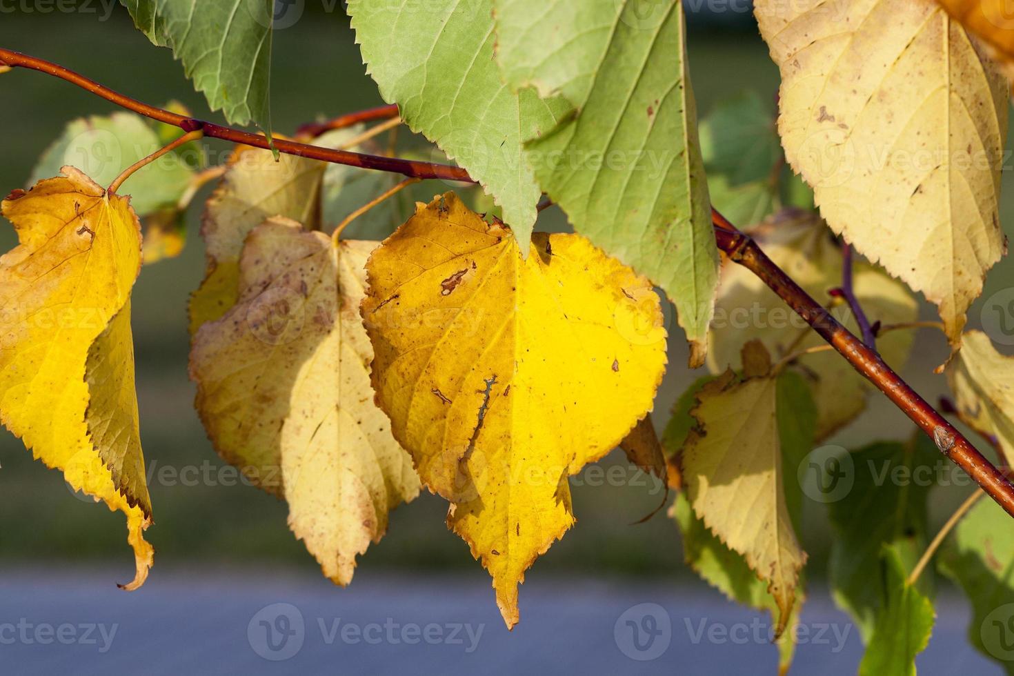 yellowing leaves on the trees 9549870 Stock Photo at Vecteezy