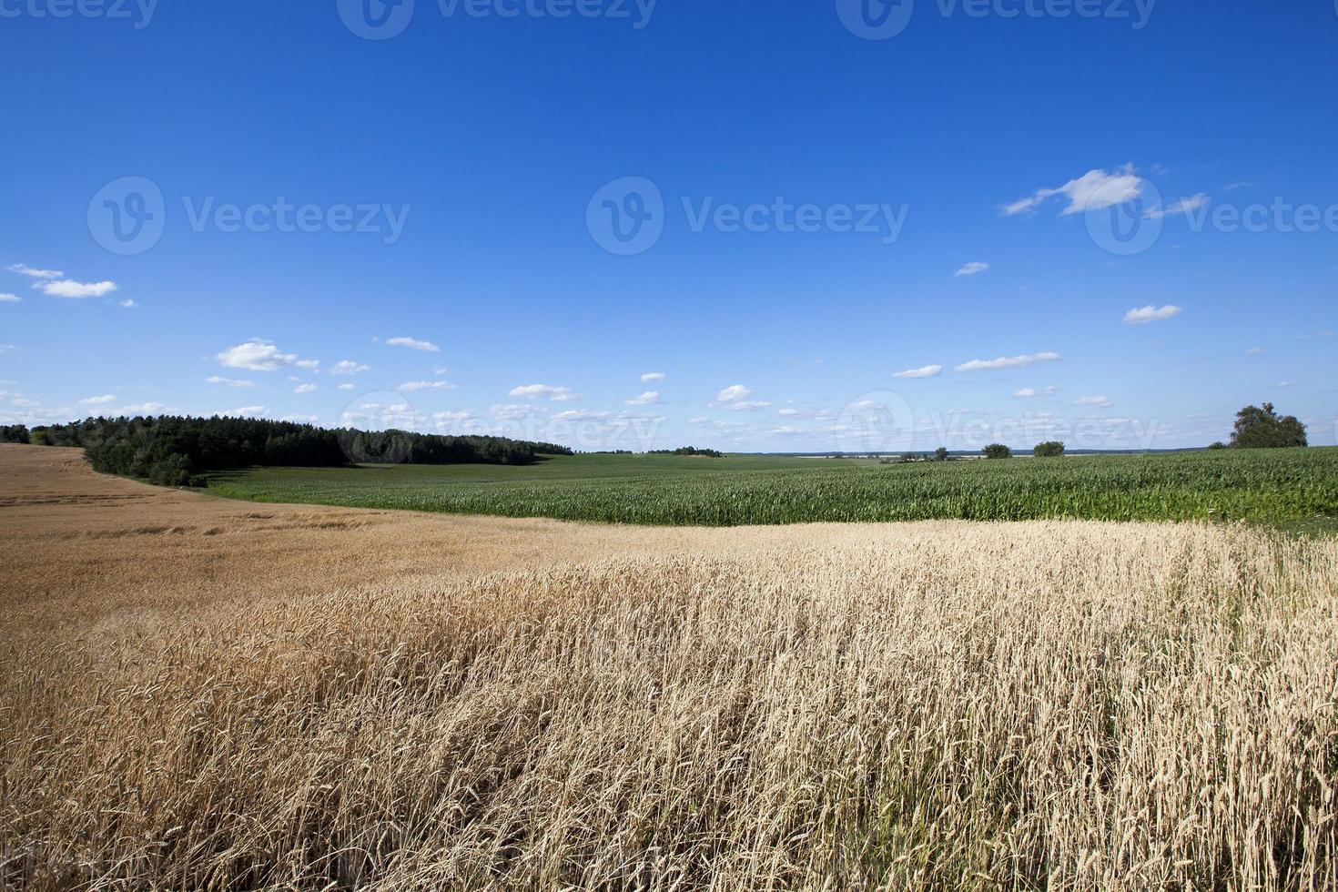 campo agricola con cereal foto