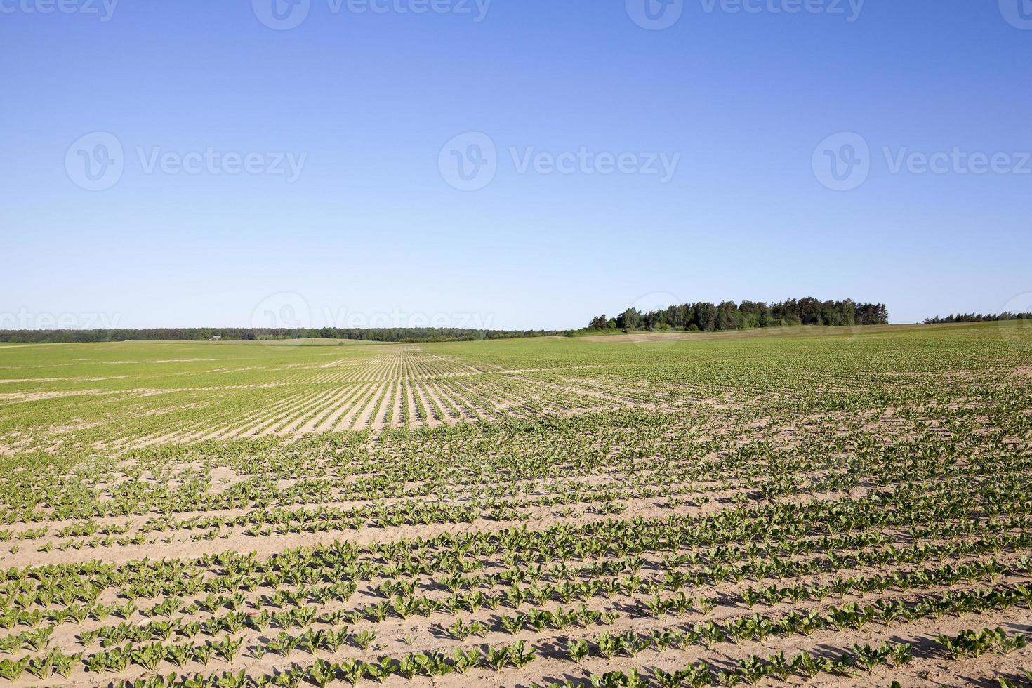 beetroot sprouts in the spring photo