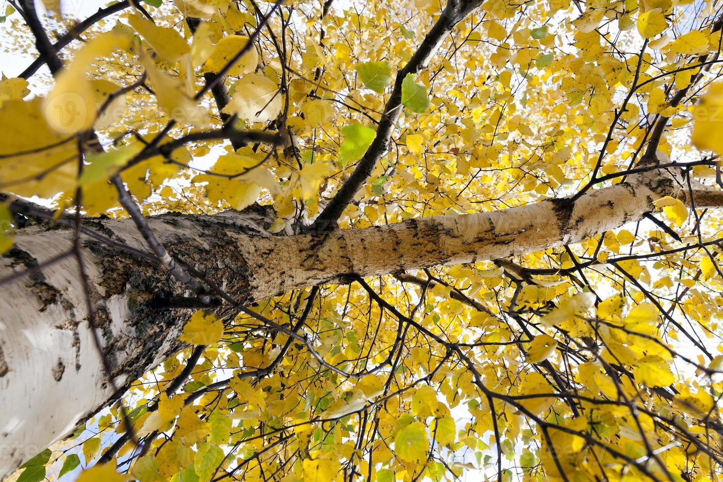 yellowing leaves on the trees photo