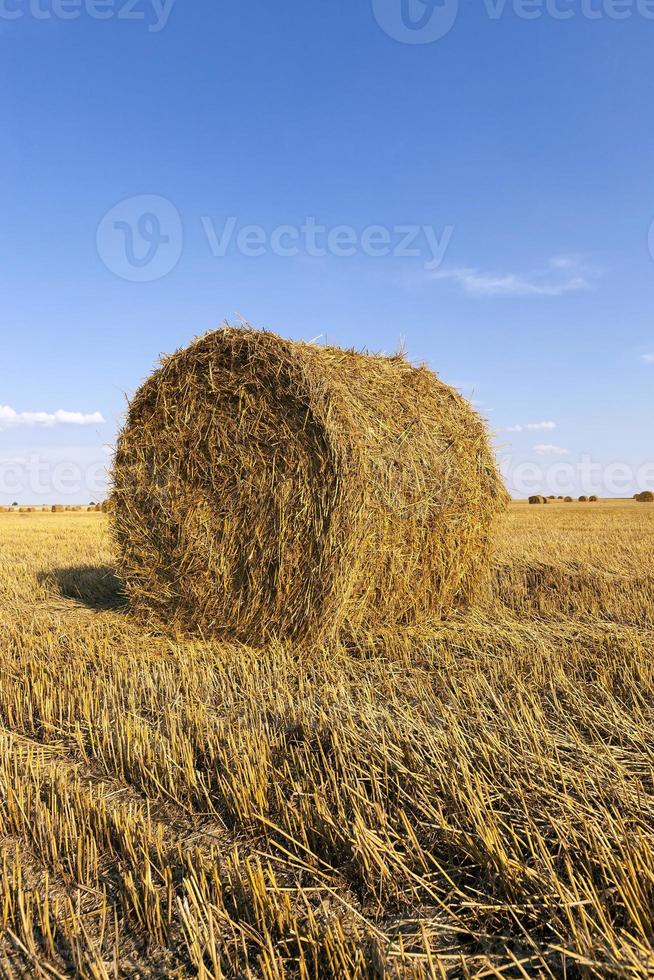 field after harvesting photo