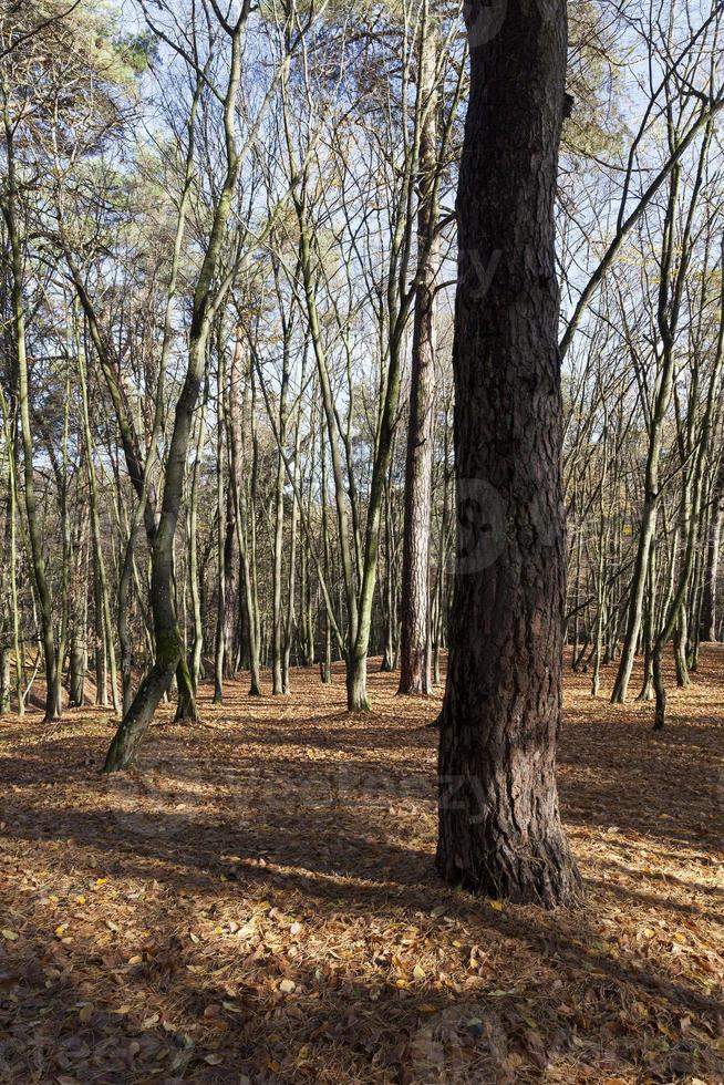 árboles desnudos que crecen en el parque de otoño foto