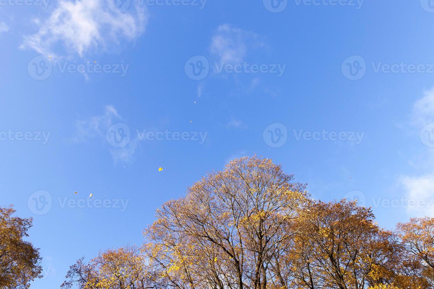 yellow foliage, autumn photo