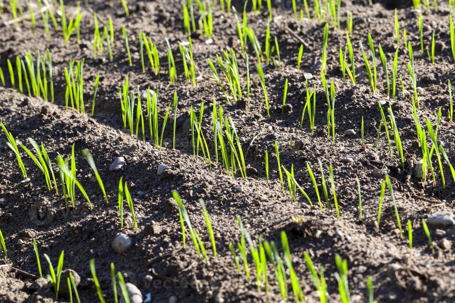 young sprouts of wheat photo