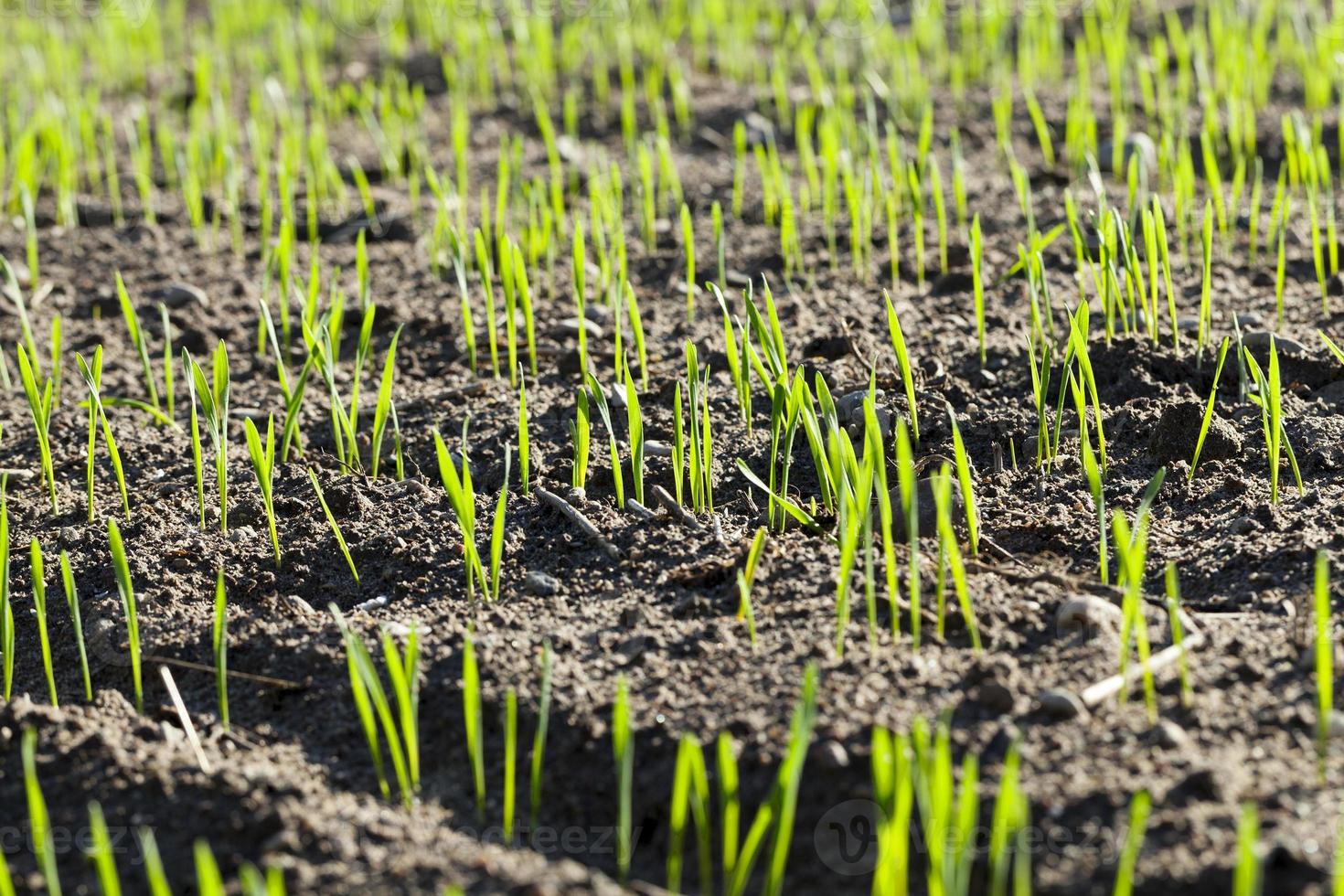 young sprouts of wheat photo
