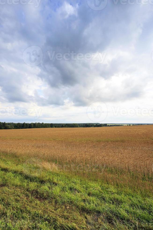 ripe yellow cereals photo