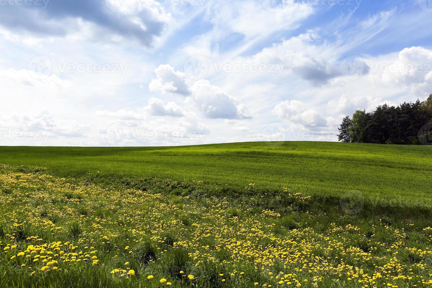 field with cereals photo