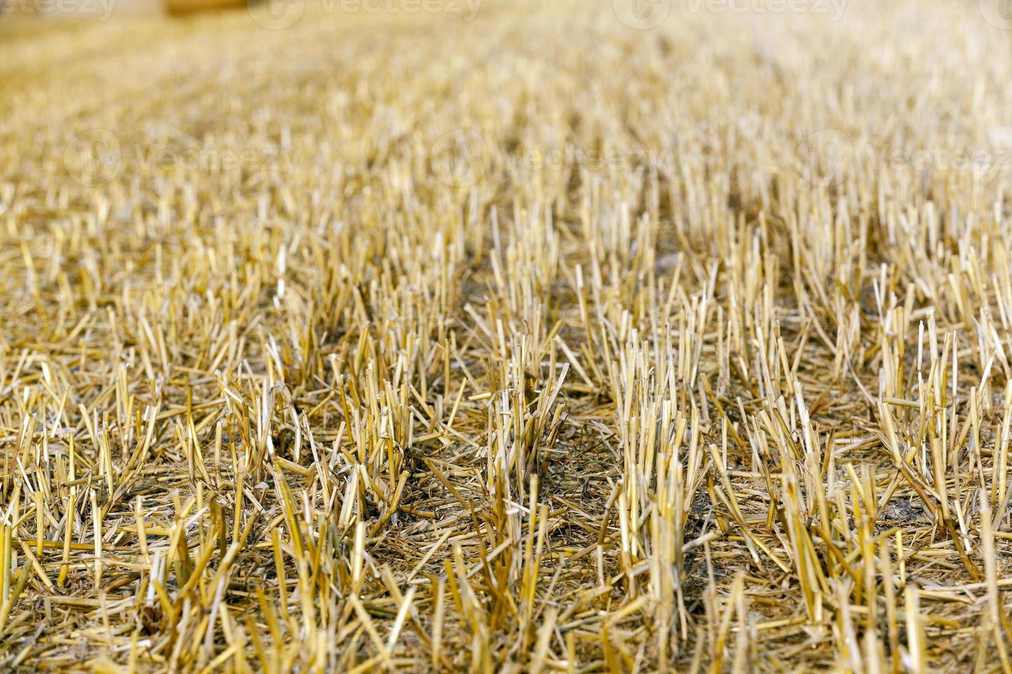 campo de cultivo de cereales foto