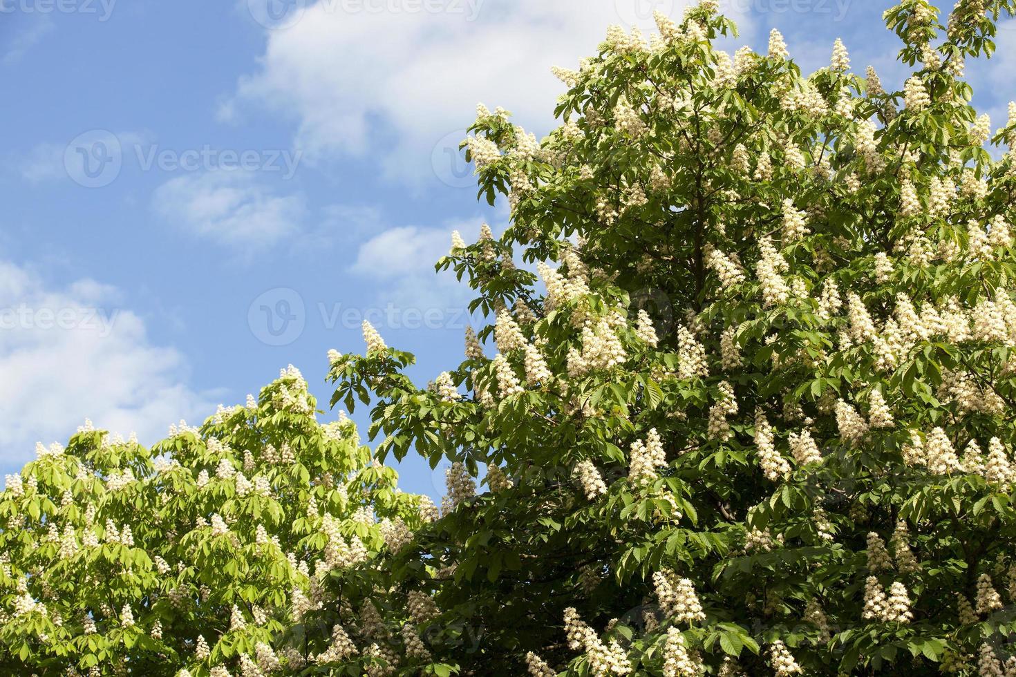 blooming chestnut tree in the spring photo