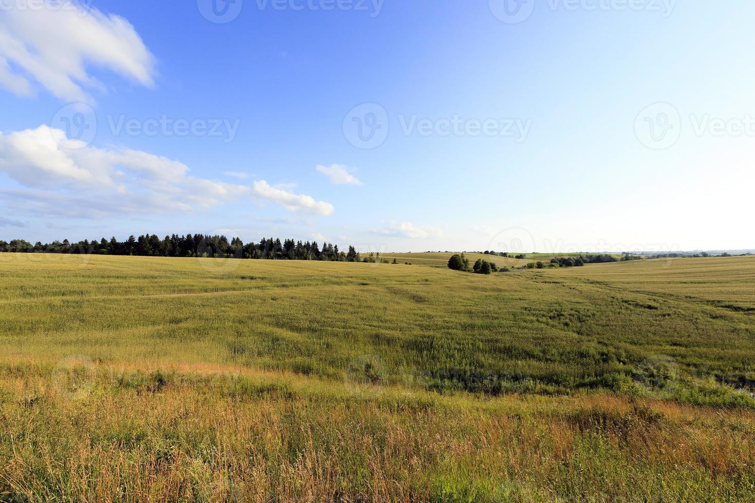 cereales inmaduros, campo foto