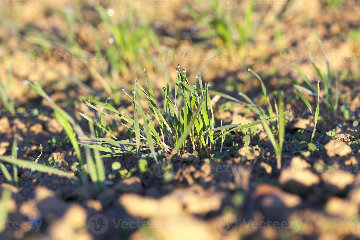 young grass plants, close-up photo
