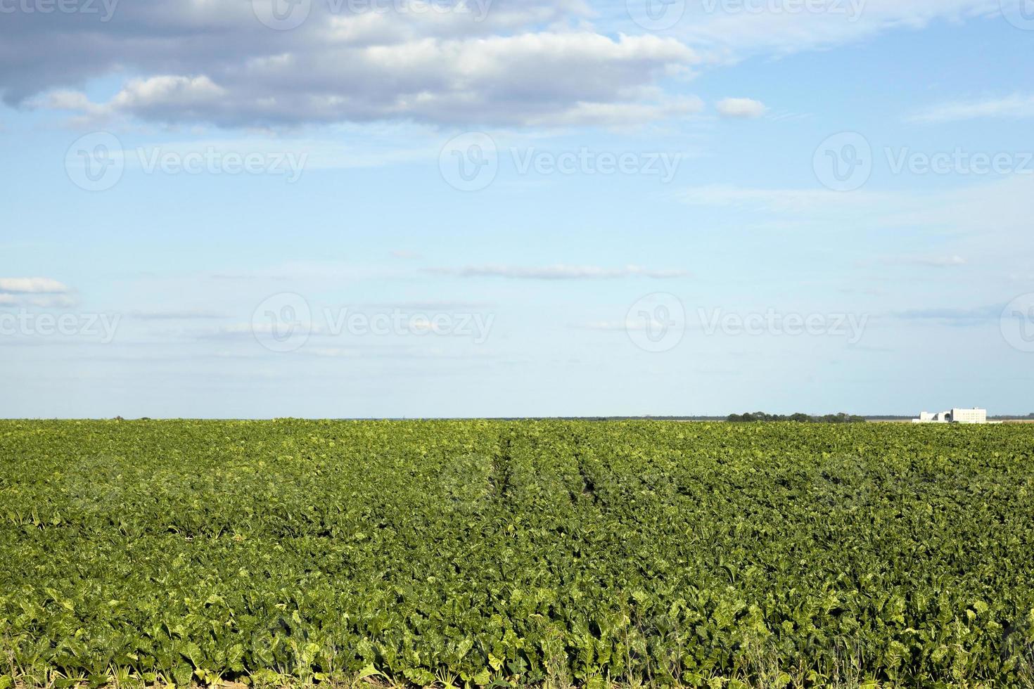 Photo agriculture, Europe