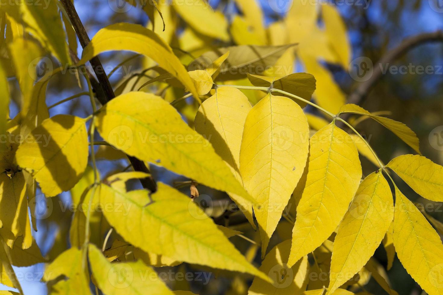 yellowing leaves on the trees 9550124 Stock Photo at Vecteezy