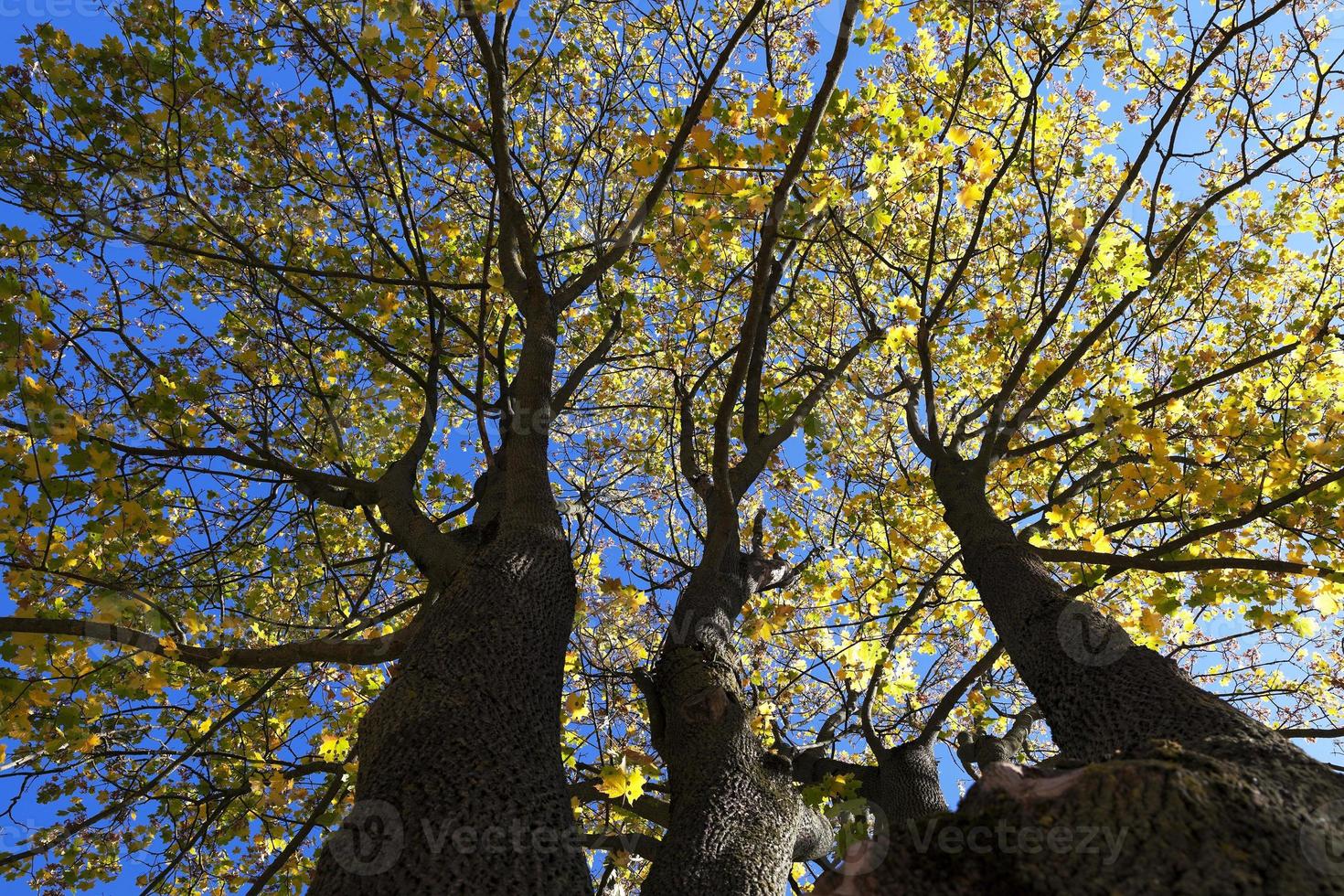 yellowing leaves on the trees photo