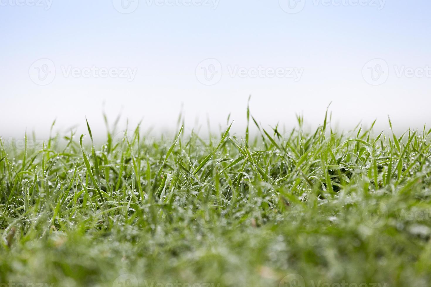 young grass plants, close-up photo