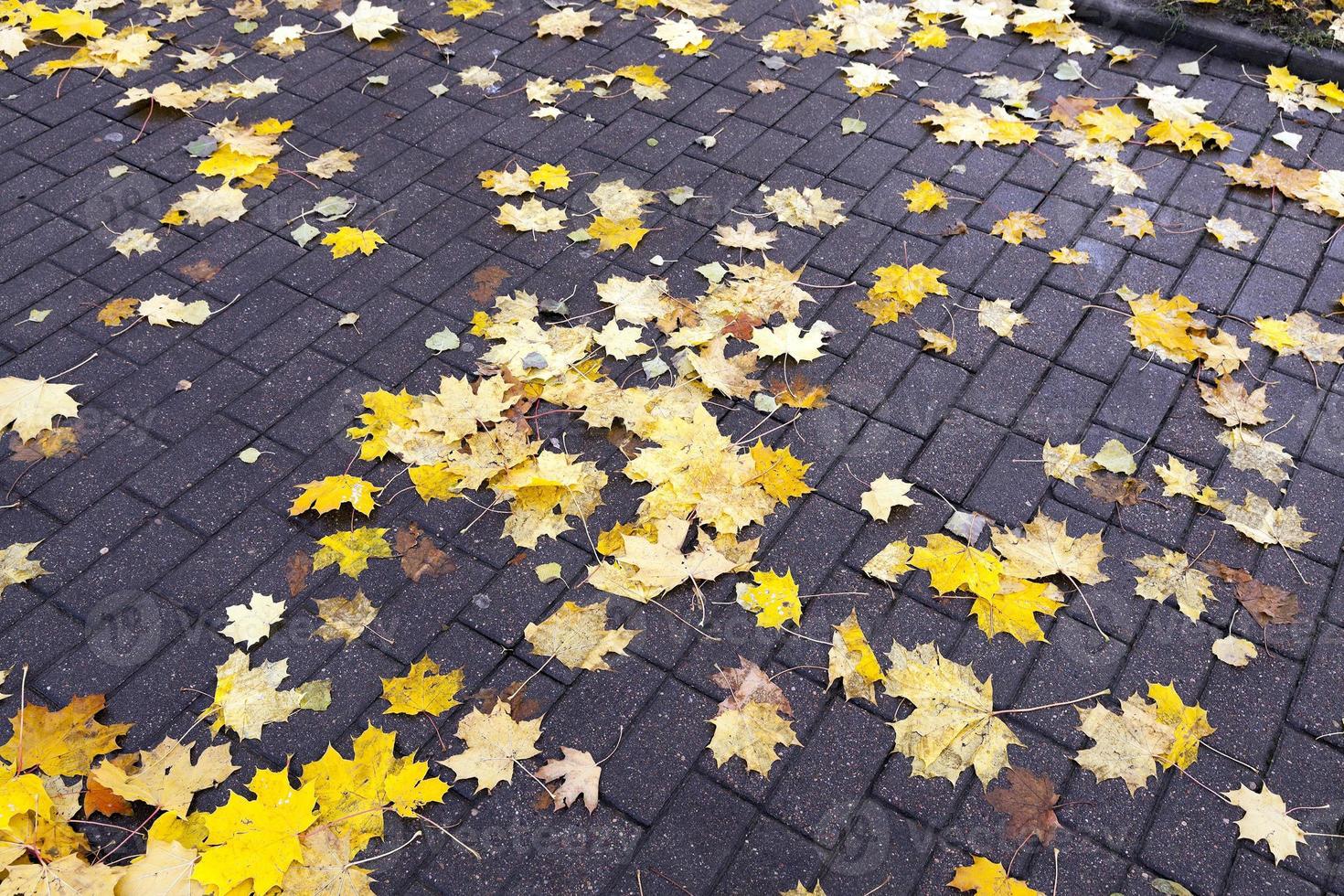 leaves on the sidewalk, autumn photo