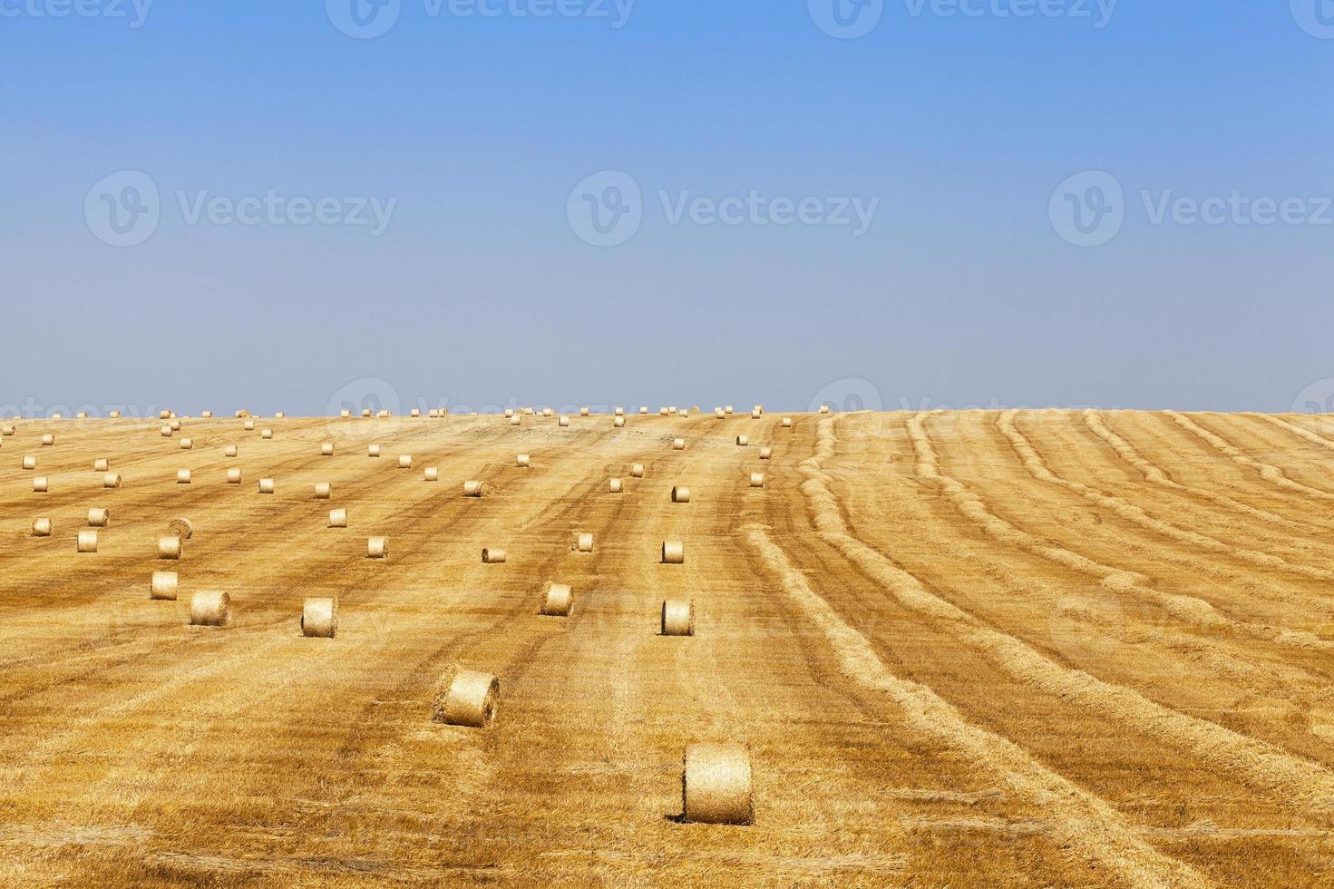 cosecha de cereales foto