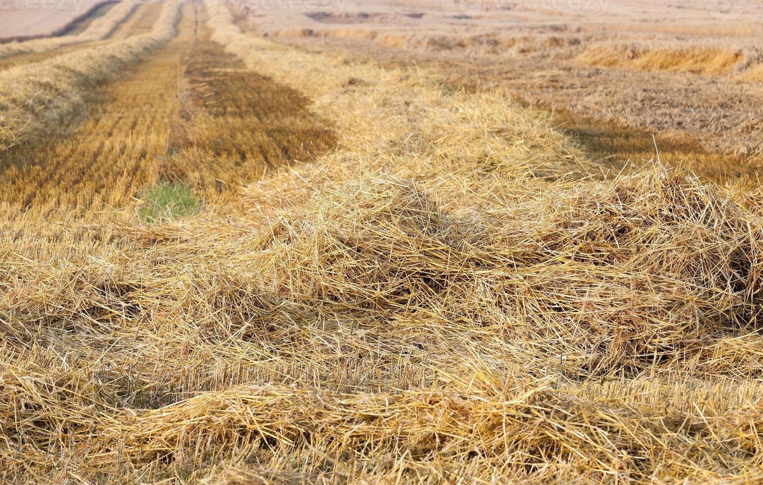 harvest of cereals photo