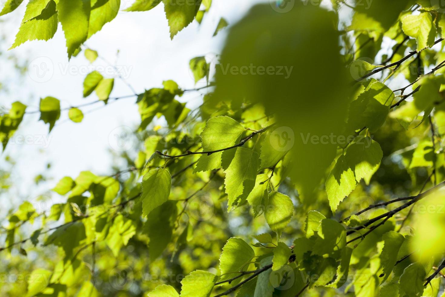 deciduous tree, spring photo