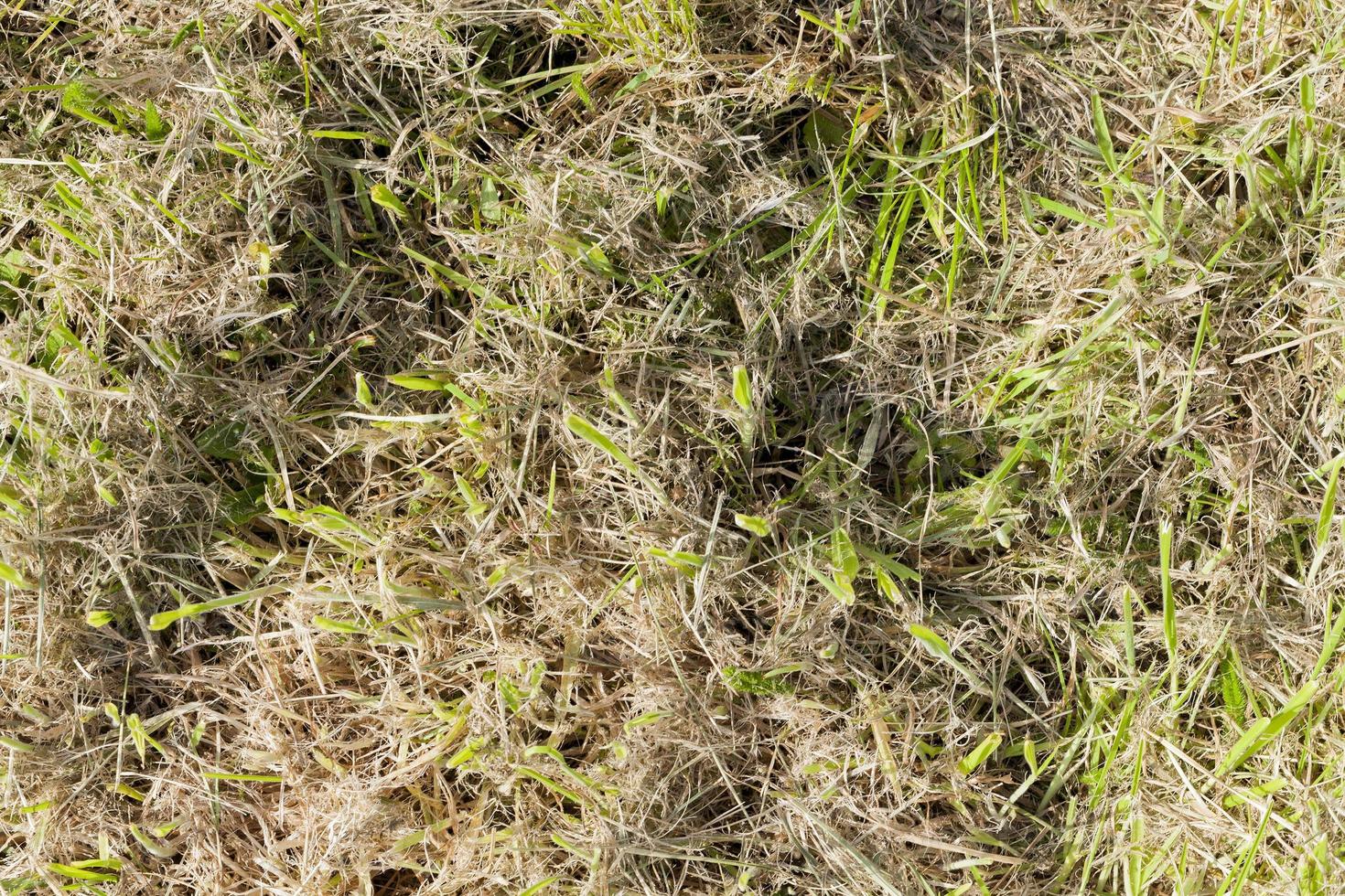 Mowed grass, close up photo