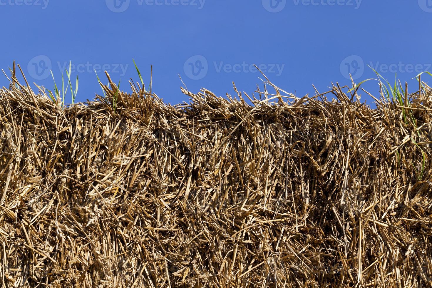 golden square straw photo