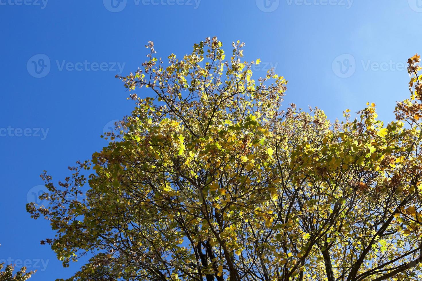 yellowed maple leaves photo