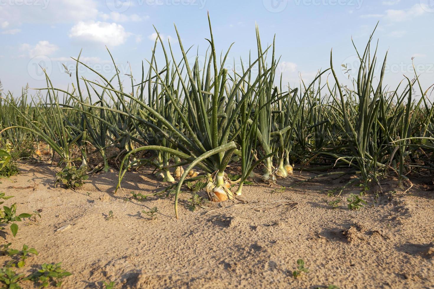 field with green onions photo