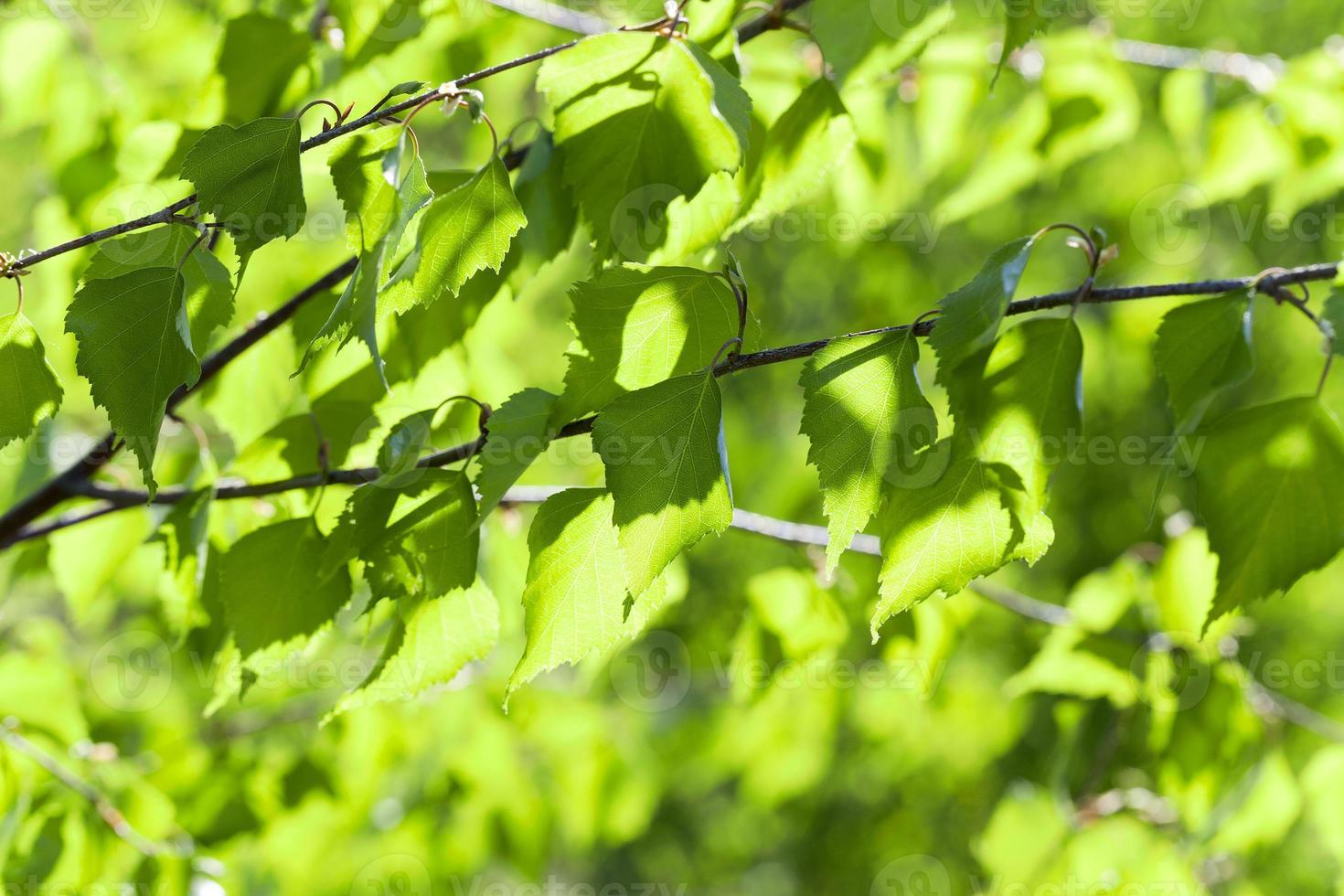 green foliage birch photo