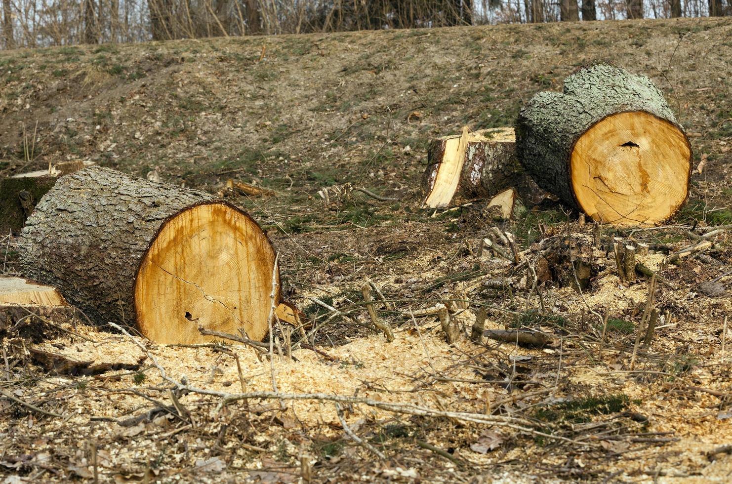 old trees close up photo