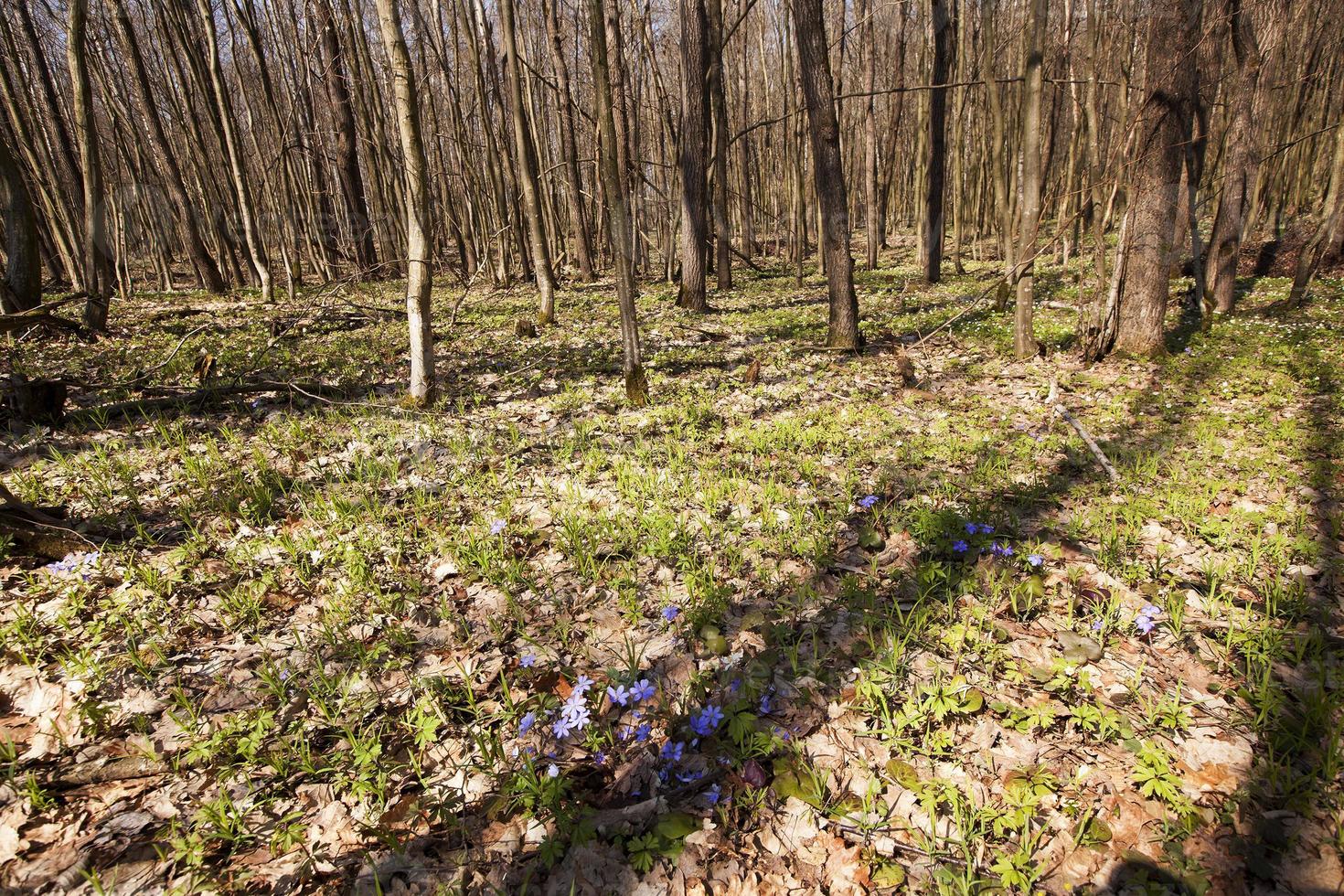 primer plano de madera de primavera foto