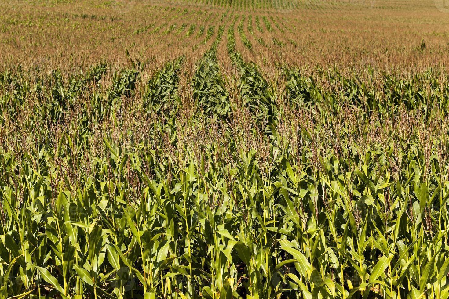 corn field - an agricultural field on which grow corn. corn tops. small depth of sharpness photo