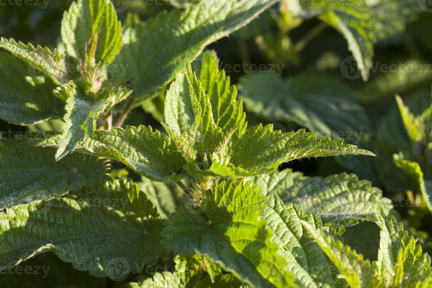 nettle green, closeup photo