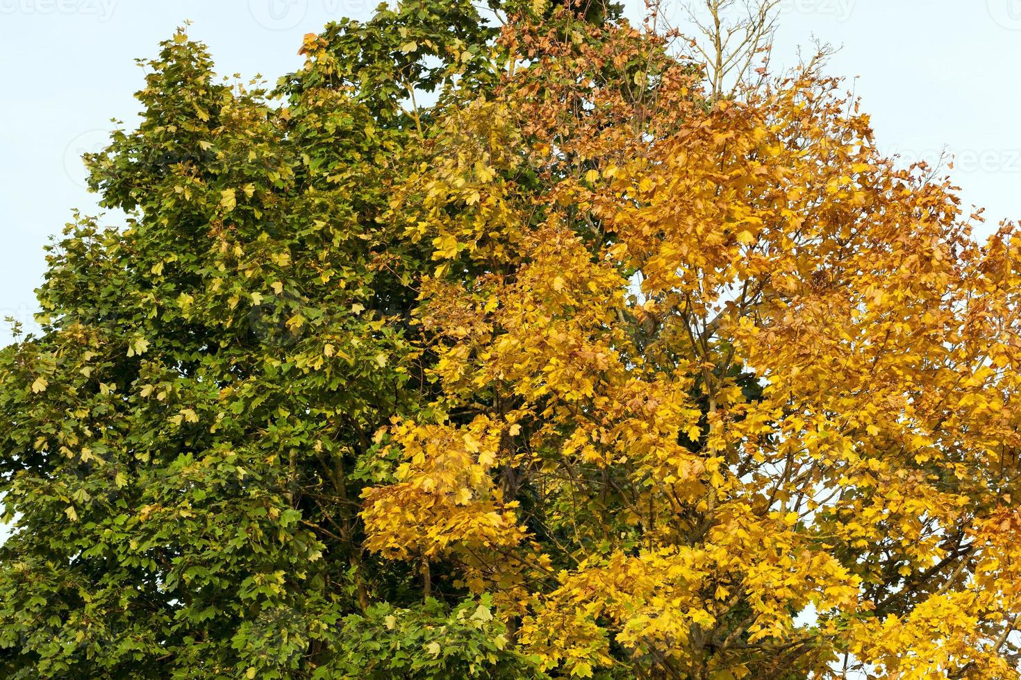 two colored autumn crown photo