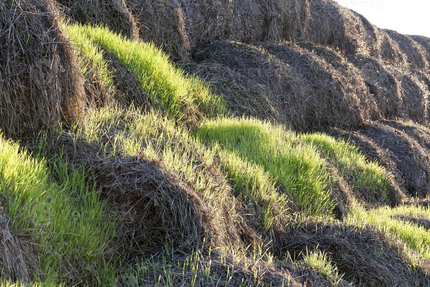 green sprouts of wheat, photo