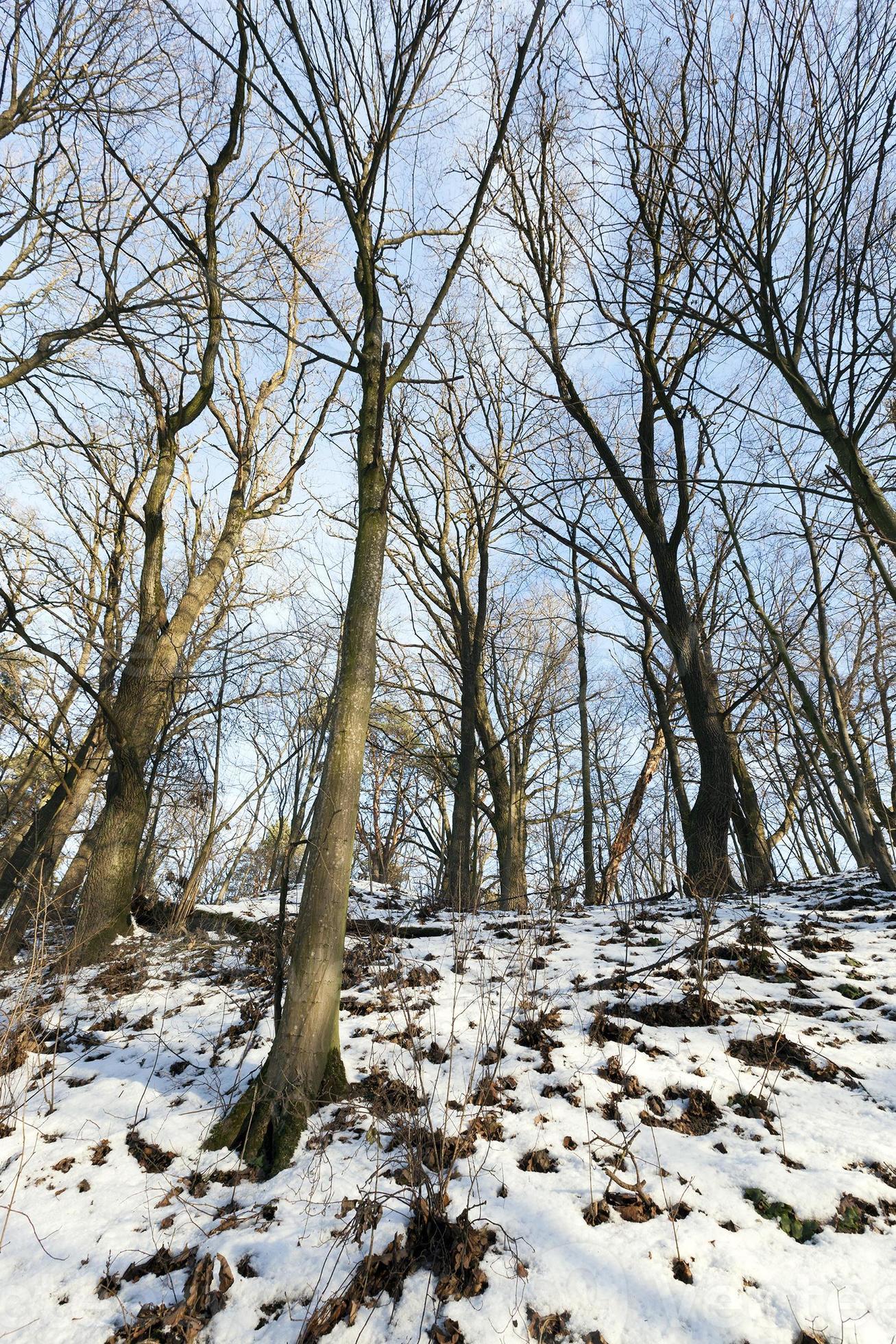 Deciduous trees in winter 9550398 Stock Photo at Vecteezy