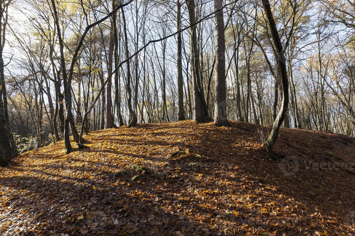 autumn reserve, forest photo
