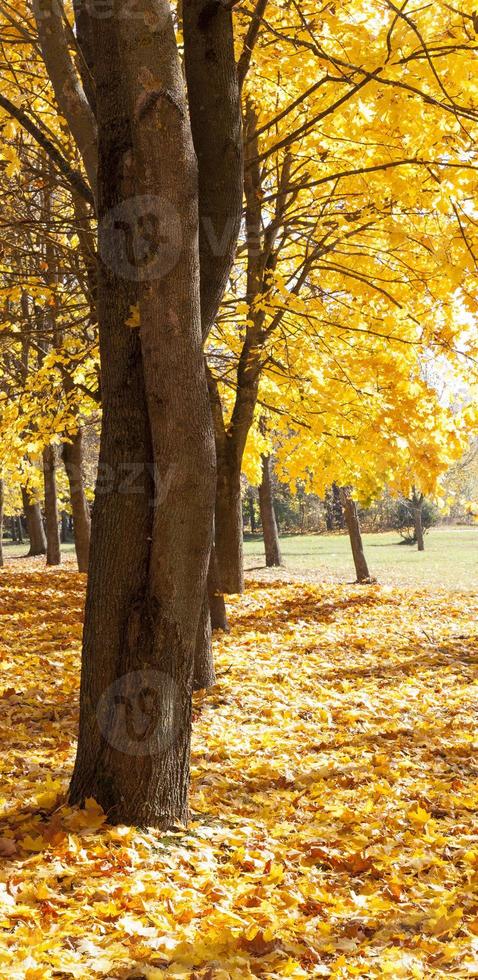 Beautiful yellow foliage photo