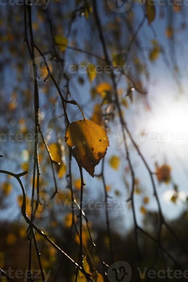 Bare trees growing in autumn park photo