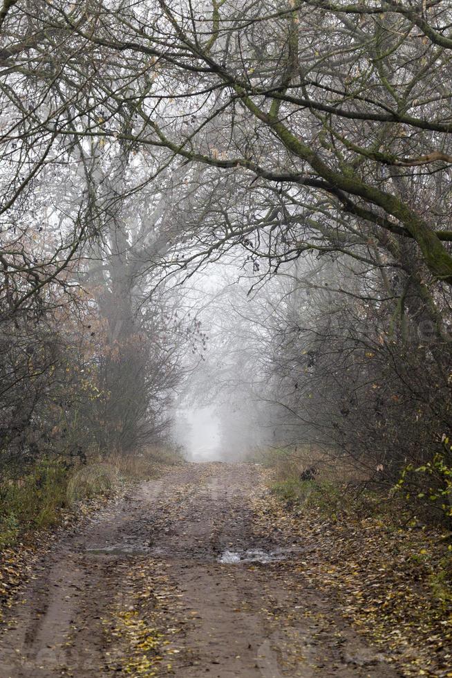 country road, trees photo