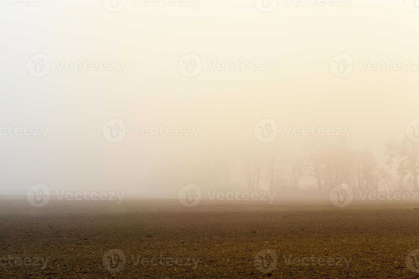 árboles de niebla, otoño foto