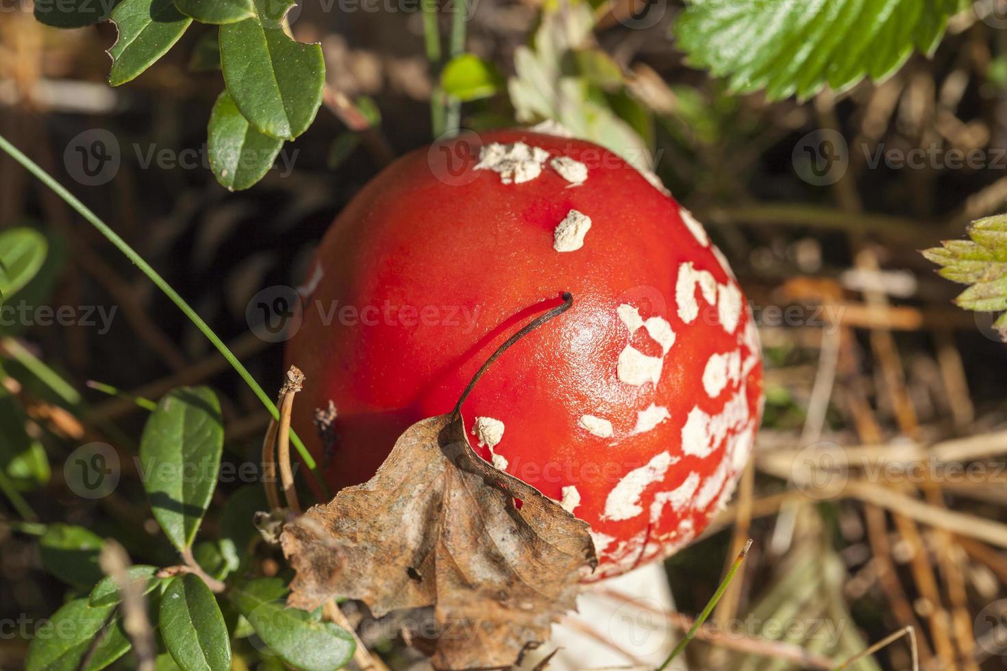 red mushroom, close up photo