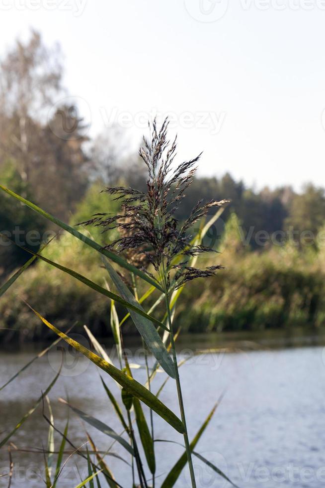 autumn season, close up photo